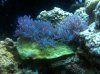 IMG_0311.jpg