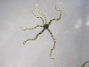 IM005958mbrittlestar2.jpg