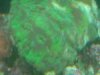Mystery Brain2.jpg