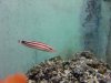 fish1.jpg