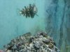 fish2.jpg