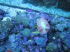Underwater Tank Pics 001.jpg