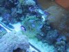 Underwater Tank Pics 003.jpg