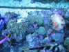 Underwater Tank Pics 004.jpg