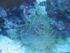 Underwater Tank Pics 025.jpg