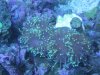 Underwater Tank Pics 031.jpg