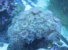 Underwater Tank Pics 033.jpg