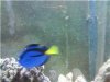 hippo tang.jpg