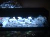 Frag Tank 019.JPG