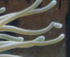 anemone3.jpg
