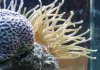 anemone4.jpg