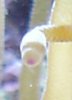 anemoneCloseup.jpg