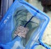 AnemoneTips1.jpg