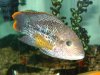 Fish 006.jpg