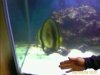 bat fish.jpg