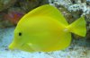 yellow tang.JPG