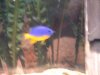 Fish 003.jpg