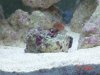 coral1.JPG