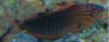 leoperd wrasse.JPG