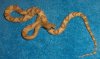 male blond trans-pecos 006web.jpg