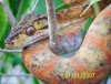 male amazon tree boa_0007web.jpg
