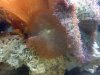 coral422.jpg