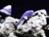 my tank 003.JPG