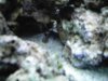 my tank 008.JPG