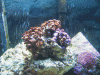 coral1.gif