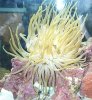 anemone.JPG