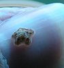 starfish 011.JPG