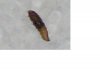 Pest.JPG