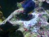 blenny eggs.jpg
