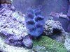 clam 3.jpg