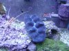 clam 2.jpg