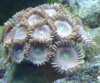 coral 1.jpg