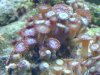 coral 2.jpg