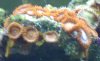 coral 3.jpg