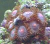 coral 4.jpg