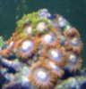 coral 7.jpg