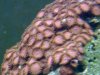 coral 5.jpg