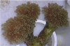 616_finegrapecoral.jpg