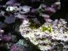 hair algae.JPG