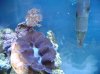 blenny.JPG