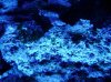 algae.JPG