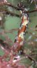 DSC_2686-Closeup.jpg