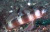 Shrimp-Goby-Sp-.jpg