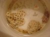 coral1.jpg