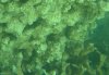 Coral1.JPG