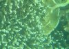 Coral2.jpg